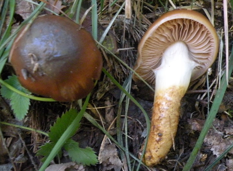 Cortinarius trivialis?